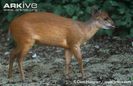 Natal-duiker (1)