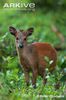 Natal-duiker (2)