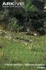 Peters-duiker-walking-through-habitat