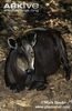 Yellow-backed-duiker-lying-down