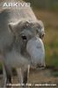 Female-saiga-antelope-in-winter-coat