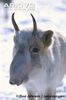 Immature-male-saiga-antelope-in-winter-coat