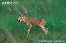 Newborn-saiga-antelope-calf