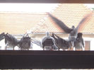 Picture 012