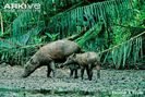 Adult-Sulawesi-babirusa-with-young