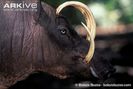 Hairy-babirusa-portrait