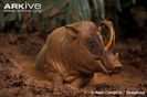 Male-Sulawesi-babirusa-in-mud-wallow