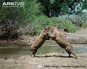 Male-Sulawesi-babirusas-fighting