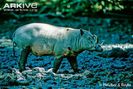 Male-Sulawesi-babirusa-side-view