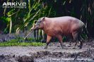 Male-Sulawesi-babirusa-walking