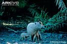Male-Sulawesi-babirusa-with-young-at-a-saltlick