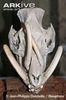 Sulawesi-babirusa-skull