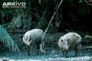Two-male-Sulawesi-babirusas