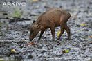 Young-Sulawesi-babirusa-walking-in-mud-at-salt-lick