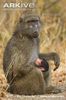 Female-southern-chacma-baboon-suckling-young
