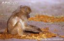 Grey-footed-chacma-baboon-foraging-in-elephant-dung