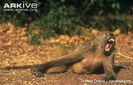 Grey-footed-chacma-baboon-lying-on-ground-yawning