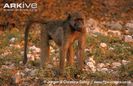 Juvenile-grey-footed-chacma-baboon