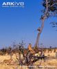 Lion-chasing-grey-footed-chacma-baboons-up-a-mopani-tree