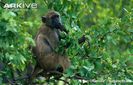 Southern-chacma-baboon-feeding-in-tree