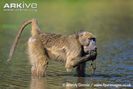 Southern-chacma-baboon-feeding-on-waterlily-tubers