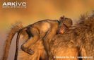 Southern-chacma-baboon-infant-riding-on-mothers-back