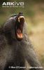 Southern-chacma-baboon-tension-yawn