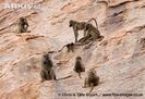 Southern-chacma-baboon-troop-on-cliff