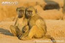 Sub-adult-grey-footed-chacma-baboons-sitting