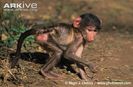 Young-southern-chacma-baboon-side-view