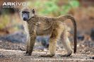Young-southern-chacma-baboon-with-damp-hair-from-rain