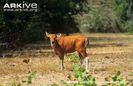 Banteng-calf