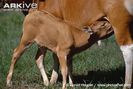 Banteng-calf-suckling