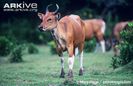 Female-banteng