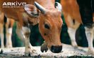 Female-banteng-head-detail