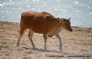 Female-banteng-walking-across-beach