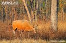 Male-banteng