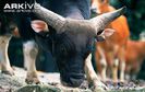 Male-banteng-head-detail