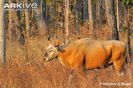 Male-banteng-walking-through-deciduous-forest-side-profile