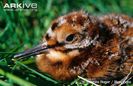 Common-snipe-chick-portrait