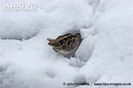 Common-snipe-feeding-in-snow