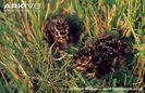 Common-snipe-hatchlings-in-grass