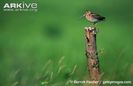 Common-snipe-perched-on-post