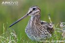 Common-snipe-portrait