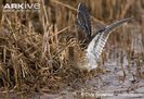 Common-snipe-streching-wings