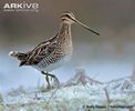 Common-snipe-walking-on-frosy-ground