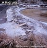 Eurasian-beaver-dam-frozen-in-winter