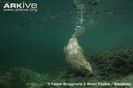 Eurasian-beaver-diving