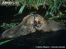 Eurasian-beavers-playing-in-water