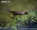 Eurasian-beaver-using-its-tail-as-a-buoyancy-aid-whilst-feeding